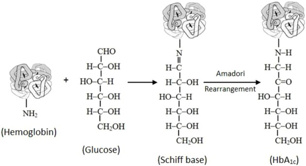 Hba1c A Reliable Biomarker For The Diagnosis And Prognosis Of